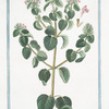 Ballote Discoridis = Marrubium nigrum, sive Balote. [Black Stinking Hoarhound]