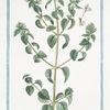 Ballote, flore albo = Marrubio nero. [Horehound]