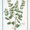 Galeopsis Hispanica, frutescens, Teucri folio = Teucrium regium, latifolium, flore albo = Nicolinia = Prassium + Teicro. e Nicolina. {Hemp-nettle