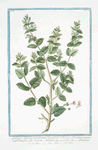 Galeopsis Hispanica, frutescens, Teucri folio = Teucrium regium, latifolium, flore albo = Nicolinia = Prassium + Teicro. e Nicolina. {Hemp-nettle