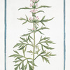 Cannabinastrum flore purpurascente, Cannabis Sylvestris quorundam Urticoe inertis similis. [Hemp]