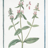 Stachys minor Italica = Stachys = Salvia Montana. [Hedge nettle, Betony, Wundwort]