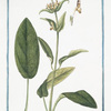 Stachis latifolia maiorm foliis obscure virentibus, flore galeato ferrugineo = Stachide con il fiore variegato. [Wideleaf hedgenettle]