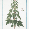 Cardiaca = Marrubium Cardiaca dictum, forte I. Theophrasti = Cardiaca = Agripaume. [Motherwort]
