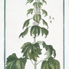 Cardiaca crispa = Cardiaca, foliis eleganter crispis = Cardiaca = Agripaume. [Motherwort with curly margins]