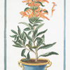 Leonurus perennis, Africanus, Sideritis folio, flore phoeniceo majori = Leonuro = Queve de Lion. [Lion's tail]