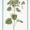 Molucca levis = Melissa Moluccana, odorata, Melissa Moluccana.