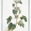 Molucca spinosa, sive Melissa Moluccana, foetida = Moluca spinosa = Moluque. [Spiny Molucca]