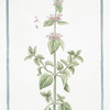 Pseudo Dictamnus verticillatus, inodorus = Dictamum adulterinum quibusdam verticillatum = Dittamo falso = Faux Dictame. [False Dittany]