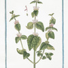 Pseudodictamnus foliis ad Ballotidem accedentibus, floribus rubris = Faux Dictame. [False Dittany, Ballota, 'Nana']