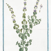 Mentha aquatica, seu Pulegium vulgare. [Wild mint, water mint, marsh mint, Bergamot Mint Eau-de-cologne Mint Lemon Mint Orange Mint Water Capitate Mint]