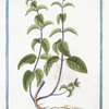 Mentha hortensis, verticillata, Ocimi odore = Menta d'Orto = Menthe. [Garden mint]