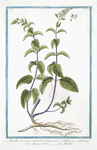 Mentha hortensis, verticillata, Ocimi odore = Menta d'Orto = Menthe. [Garden mint]