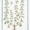 Marrubiastrum vulgare = Sideritis Alsines Trissaginis folio = Sideritis = Marrubiastro. [Ironwort]