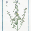 Marrubiastrum vulgare. [enlarged version, of Ironwort]