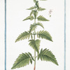 Lycopus foliis in profundas lacinias incisis = Cardiaca acquatica. [Waterhorehound]