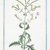 Verbena communis coeruleo flore = Verbana = Verveine.