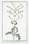 Verbena communis coeruleo flore = Verbana = Verveine.