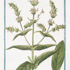 Sideritis: Montis Libani, floribus e luteo candicantibus = Siderite maff. = Crapaudine. [Mountain tea]