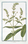 Sideritis: Montis Libani, floribus e luteo candicantibus = Siderite maff. = Crapaudine. [Mountain tea]