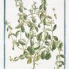 Sideritis hirsuta procumbens = Stregpmoa = Crapaudine.
