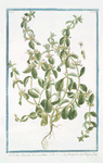 Sideritis hirsuta procumbens = Stregpmoa = Crapaudine.