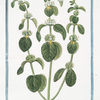 Marrubium album vulgare = Marrubio bianco, e Orassio = Marrube. [White Horehound]