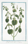 Marrubium album vulgare = Marrubio bianco, e Orassio = Marrube. [White Horehound]