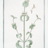 Marrubium album, folio subrotundo, caulibus, et foliis albo tomento, quasi xylino obsitis, Mali Apü odore = Marrubio bianco = Marrube. [White Horehound]
