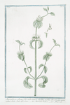 Marrubium album, folio subrotundo, caulibus, et foliis albo tomento, quasi xylino obsitis, Mali Apü odore = Marrubio bianco = Marrube. [White Horehound]