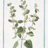 Melissa hortensis = Melissa vulgaris, odore Citri = Cedronella = Melisse. [Lemon Balm]