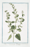 Melissa hortensis = Melissa vulgaris, odore Citri = Cedronella = Melisse. [Lemon Balm]