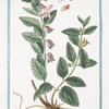 Melissa humilis, latifolia, maximo flore ex albo prupureo = Melissa montana = Melise.