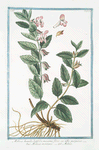 Melissa humilis, latifolia, maximo flore ex albo prupureo = Melissa montana = Melise.