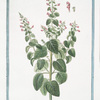 Calamintha magbno flore = Calamento montano = Calament. [Mountain mint]