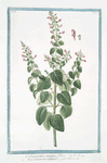 Calamintha magbno flore = Calamento montano = Calament. [Mountain mint]