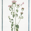 Clinopodium Origano simile, elatius, majori folio, flore rubente = Regono falso = Petit Basilic sauvage. [Wild Basil]