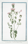 Clinopodium Origano simile, elatius, majori folio, flore rubente = Regono falso = Petit Basilic sauvage. [Wild Basil]