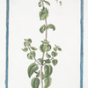 Clinopodium, Origono simile, flore albo = Regono salvatico. [Wild mint]