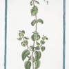 Clinopodium, Origono simile, flore albo = Regono salvatico. [Wild mint]