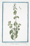 Clinopodium, Origono simile, flore albo = Regono salvatico. [Wild mint]