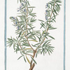 Rosemarinus hortensis, angustiore folio = Rosmarino = Rosmarin. [Rosemary]