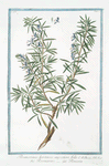 Rosemarinus hortensis, angustiore folio = Rosmarino = Rosmarin. [Rosemary]