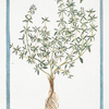 Thymus vulgaris, folio latiore = Thymus durius = Timo = Thym commun. [Garden Thyme, Common Thyme]