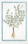 Thymus vulgaris, folio latiore = Thymus durius = Timo = Thym commun. [Garden Thyme, Common Thyme]