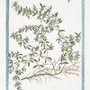 Serpillum vulgare, maius, flore purpureo = Serpillo. [Wild Thyme]