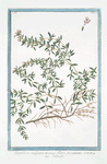 Serpillum vulgare, maius, flore purpureo = Serpillo. [Wild Thyme]