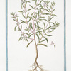 Satureia Sativa = Satureia hortensis, sive Cunila Sativa Plinii = Sarriete. [Summer Savory]