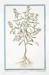 Satureia Sativa = Satureia hortensis, sive Cunila Sativa Plinii = Sarriete. [Summer Savory]