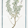 Thymbra legitima = Satureia Cretica = Santoreggia = Sarriete. [Summer Savory]